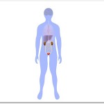 腰痛と膀胱炎の関連性とは？腰に近い臓器に炎症があると腰に痛みを感じる？